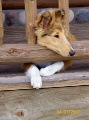 Hank 2007 cute pup photo head in fence.jpg Hank 2007 cute pup photo head in fence.jpg